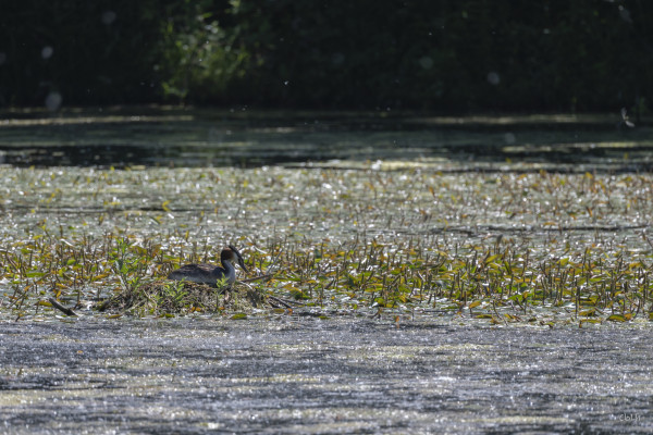 2026-06-19 - SORTIE RESERVES NATURELLES DE STRASBOURG