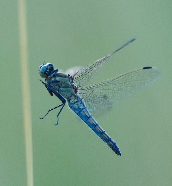 2026-06-19 - SORTIE RESERVES NATURELLES DE STRASBOURG