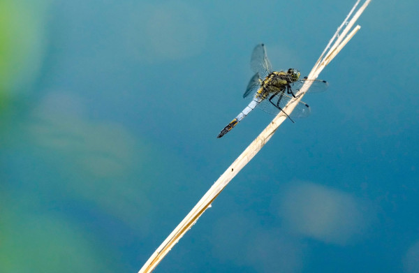 2026-06-19 - SORTIE RESERVES NATURELLES DE STRASBOURG