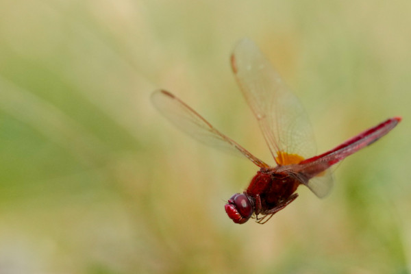 2026-06-19 - SORTIE RESERVES NATURELLES DE STRASBOURG