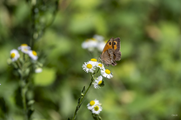2026-06-19 - SORTIE RESERVES NATURELLES DE STRASBOURG