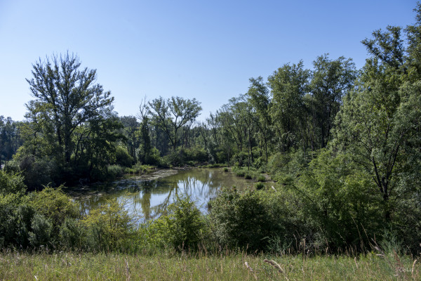 2026-06-19 - SORTIE RESERVES NATURELLES DE STRASBOURG
