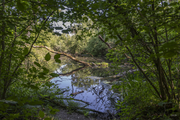 2026-06-19 - SORTIE RESERVES NATURELLES DE STRASBOURG