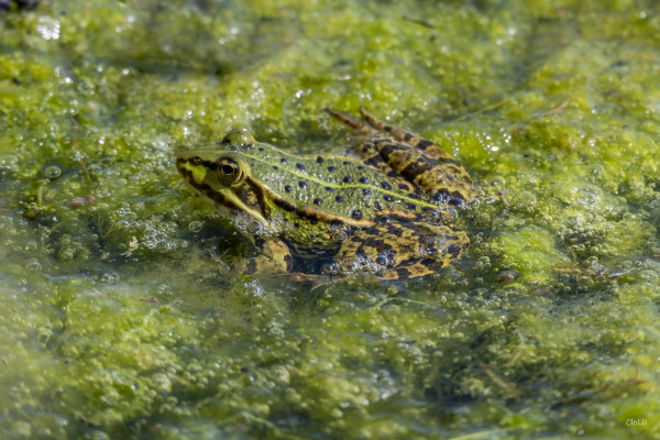2026-06-19 - SORTIE RESERVES NATURELLES DE STRASBOURG